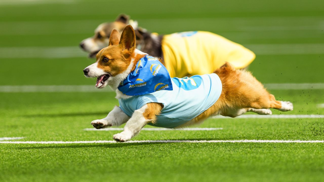 Chargers Host Corgi Cup During NFL Halftime