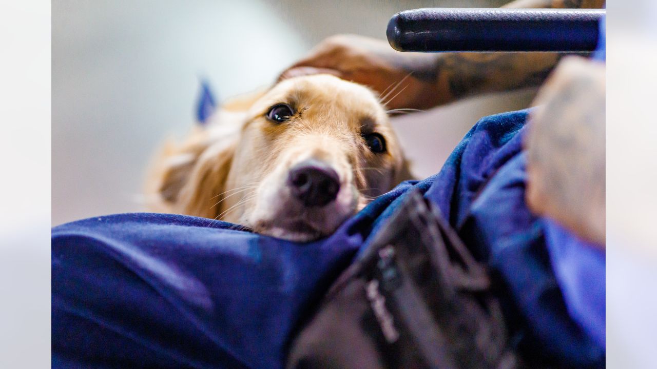 Introducing River, the newest Chargers Pup in partnership with