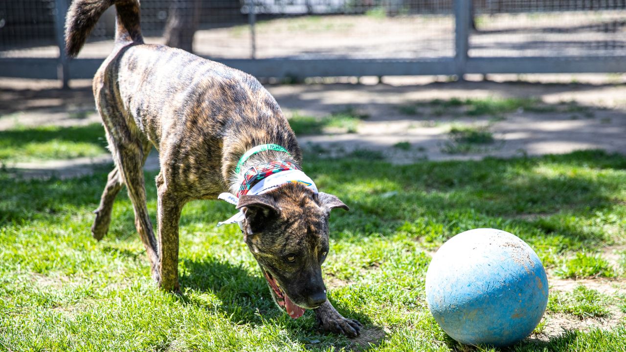 Chargers Dog Draft Prospects