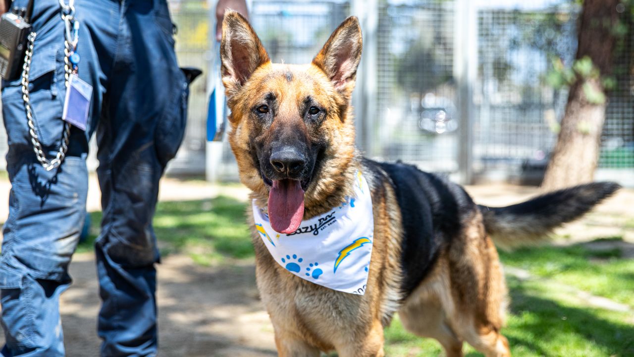 Chargers Dog Draft Prospects