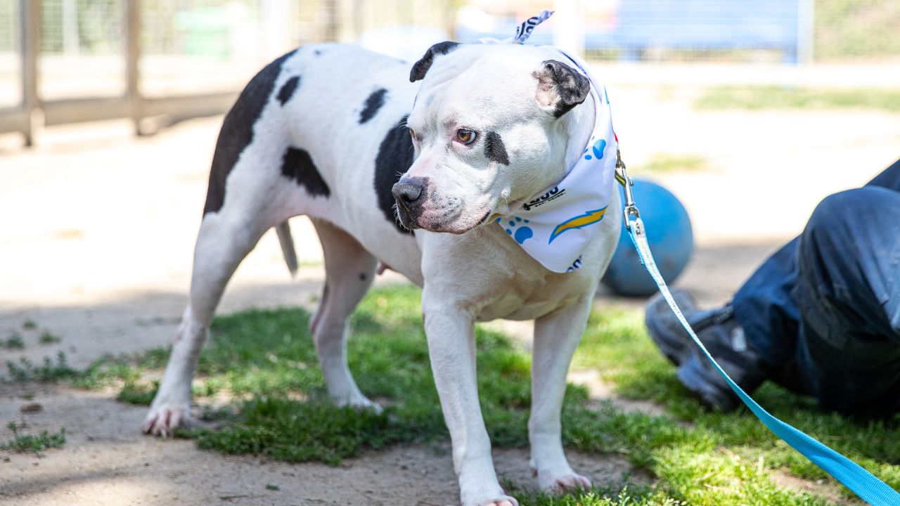 Chargers Dog Draft Prospects