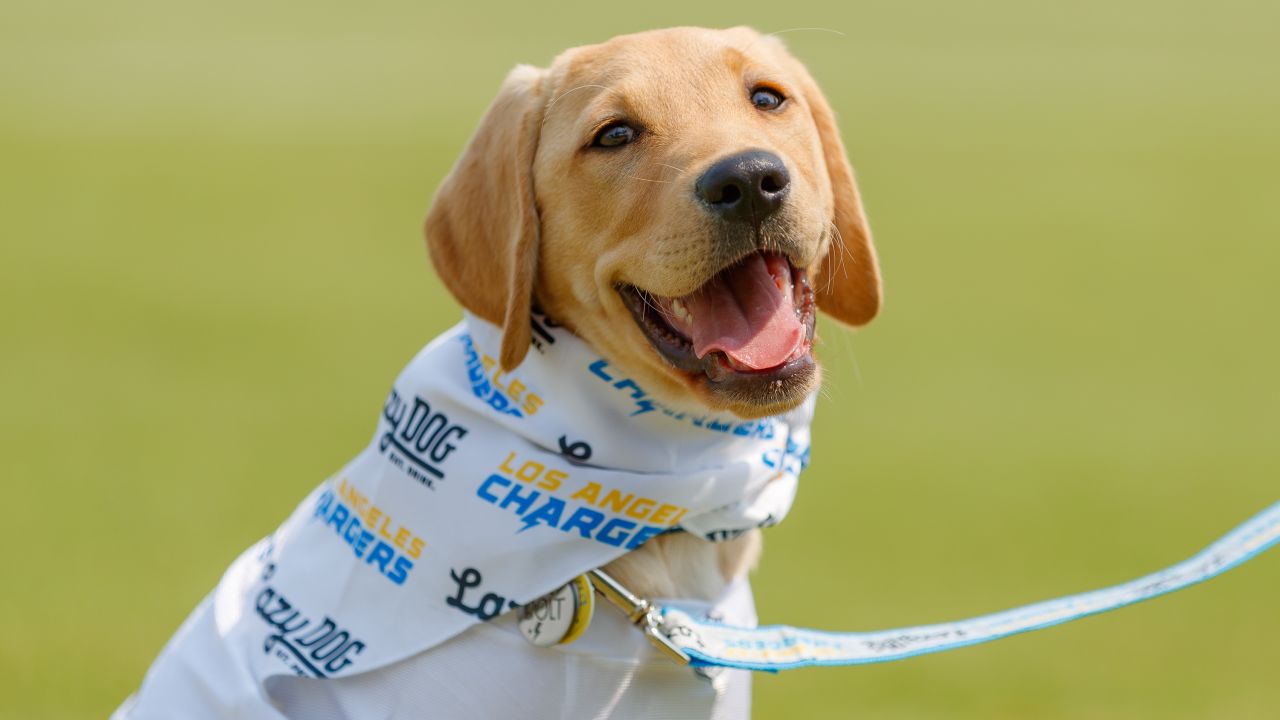 Chargers Dog Bandana Los Angeles Chargers LA Chargers Dog 