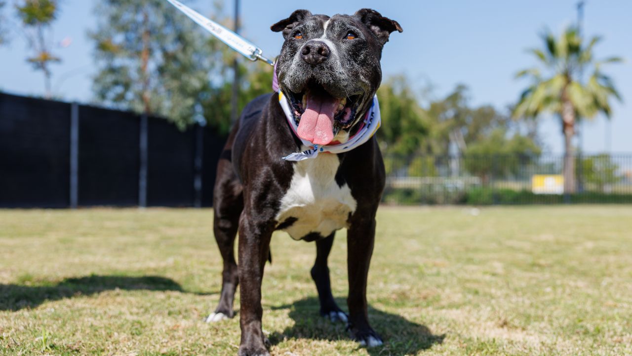 Chargers Spreading Awareness About Dog Rescue through Dog Draft