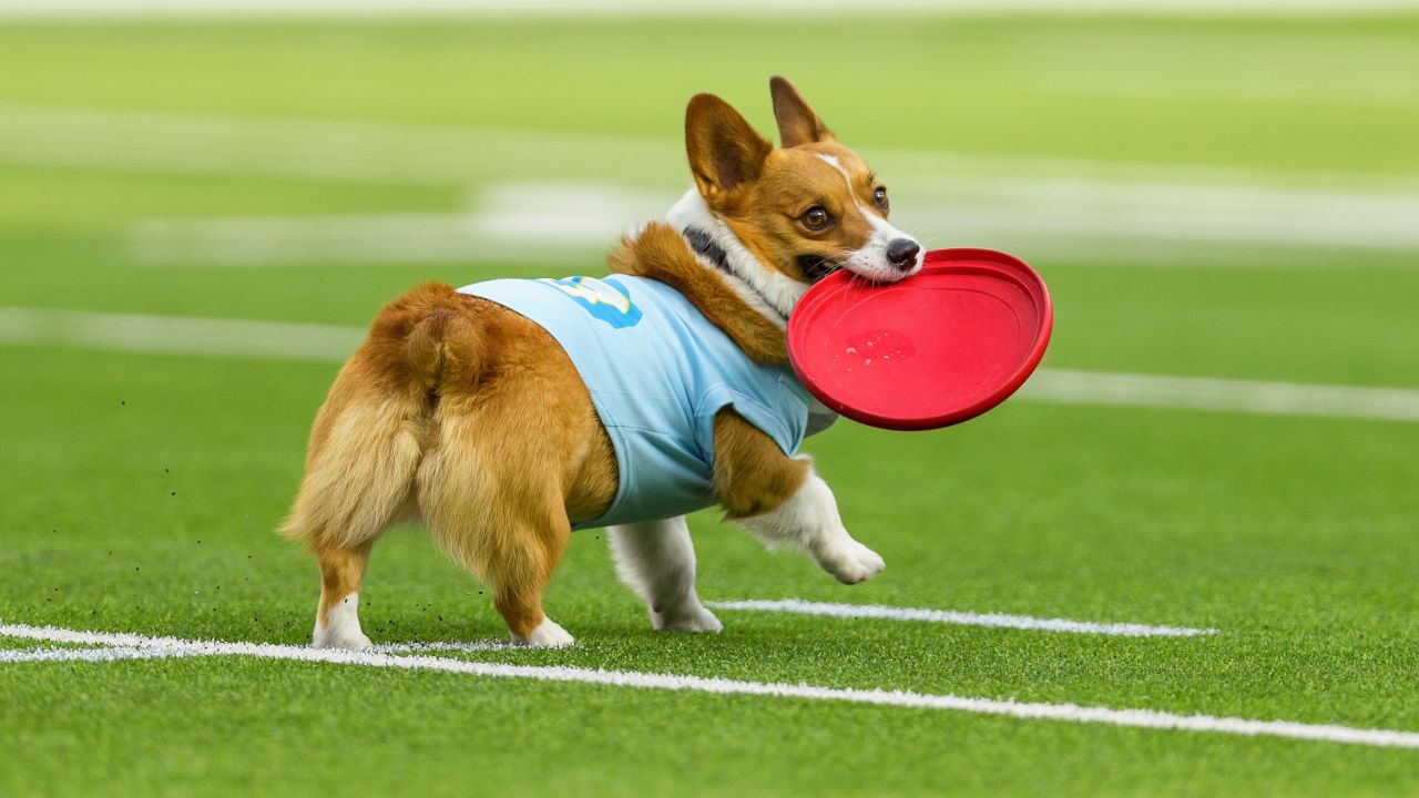 Corgi frisbee hotsell