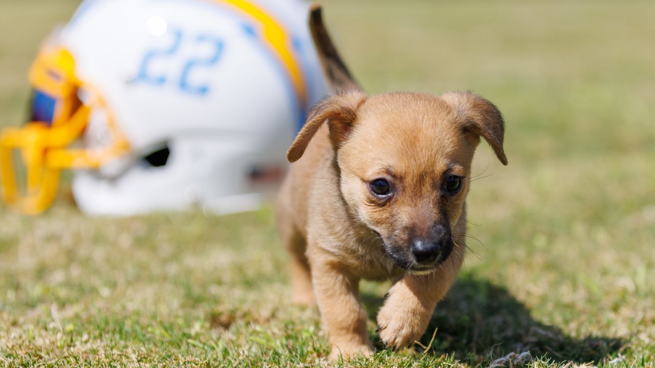 Football anyone?  Football helmets, Football, Chihuahua love