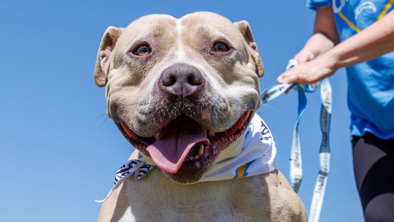 Chargers Dog Draft Prospects