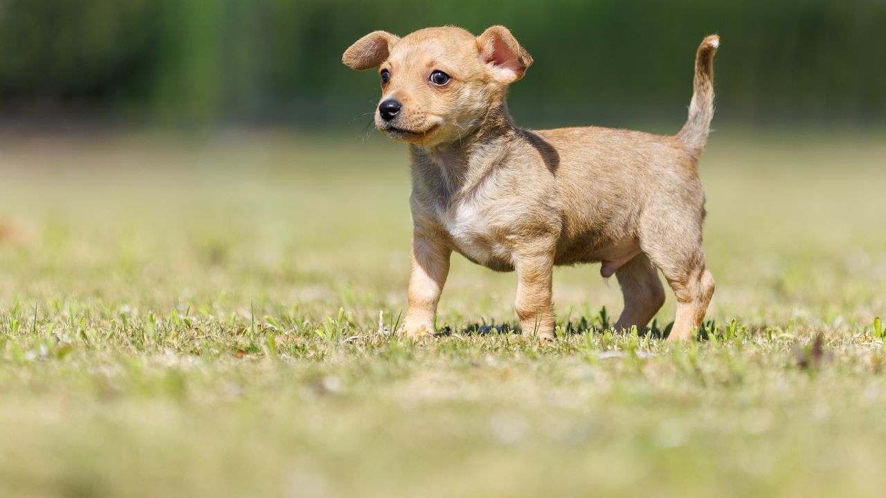 Chargers Spreading Awareness About Dog Rescue through Dog Draft