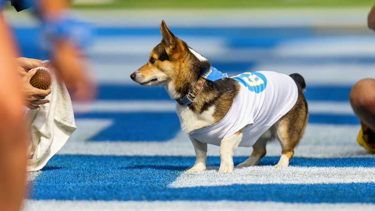 Chargers Host Corgi Cup During NFL Halftime