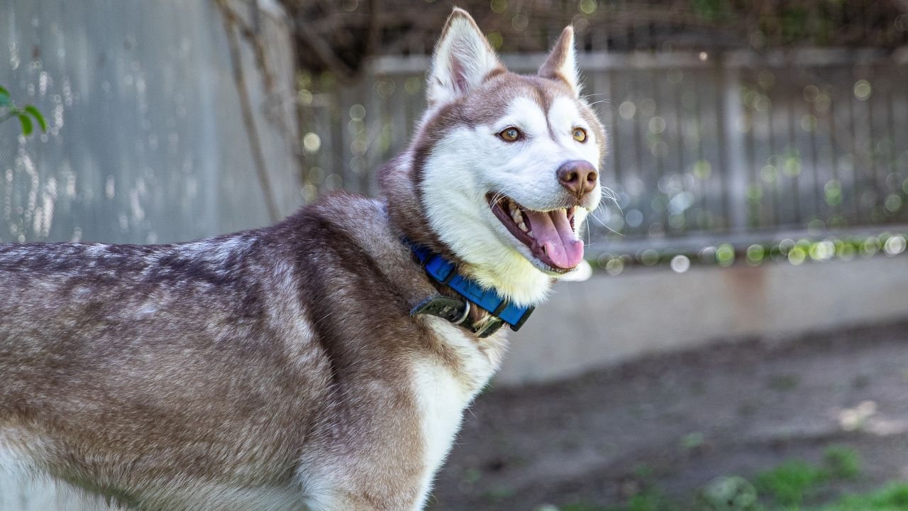 Dog Draft Hits Home for Chargers Organization