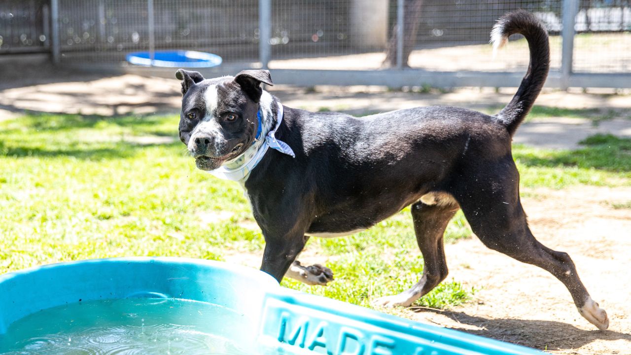 Chargers Spreading Awareness About Dog Rescue through Dog Draft