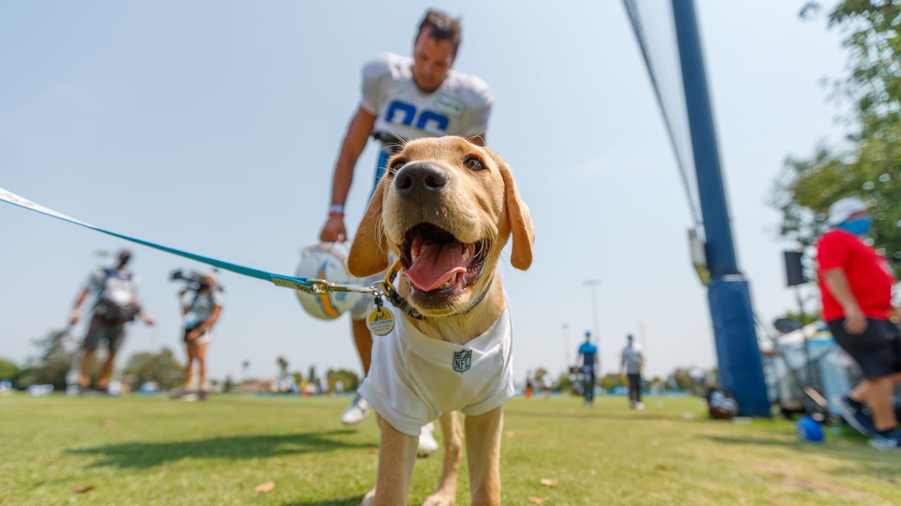 The Los Angeles Chargers have teamed up with Canine Companions for  Independence to follow a puppy named Bolt on his journey to becoming an  assistance dog.