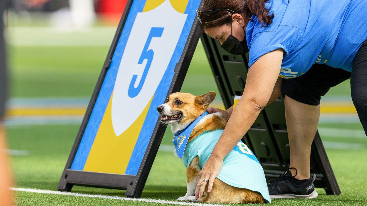 Chargers Host Corgi Cup During NFL Halftime