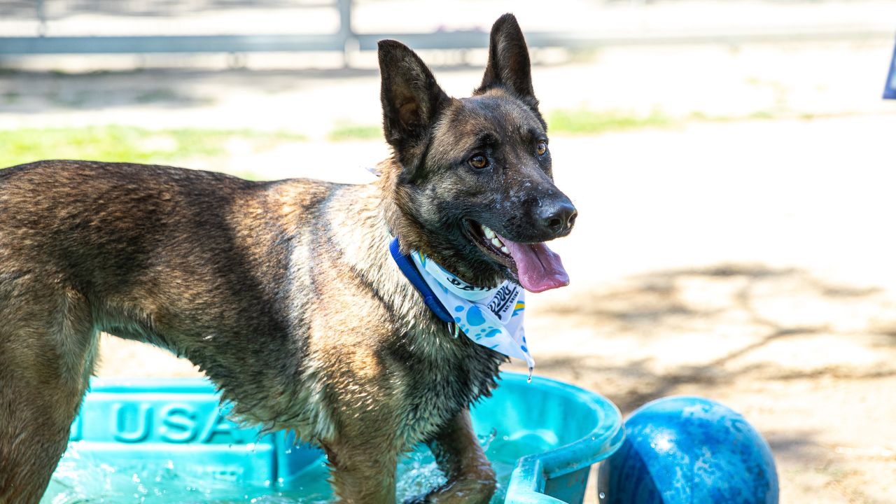 Chargers Spreading Awareness About Dog Rescue through Dog Draft