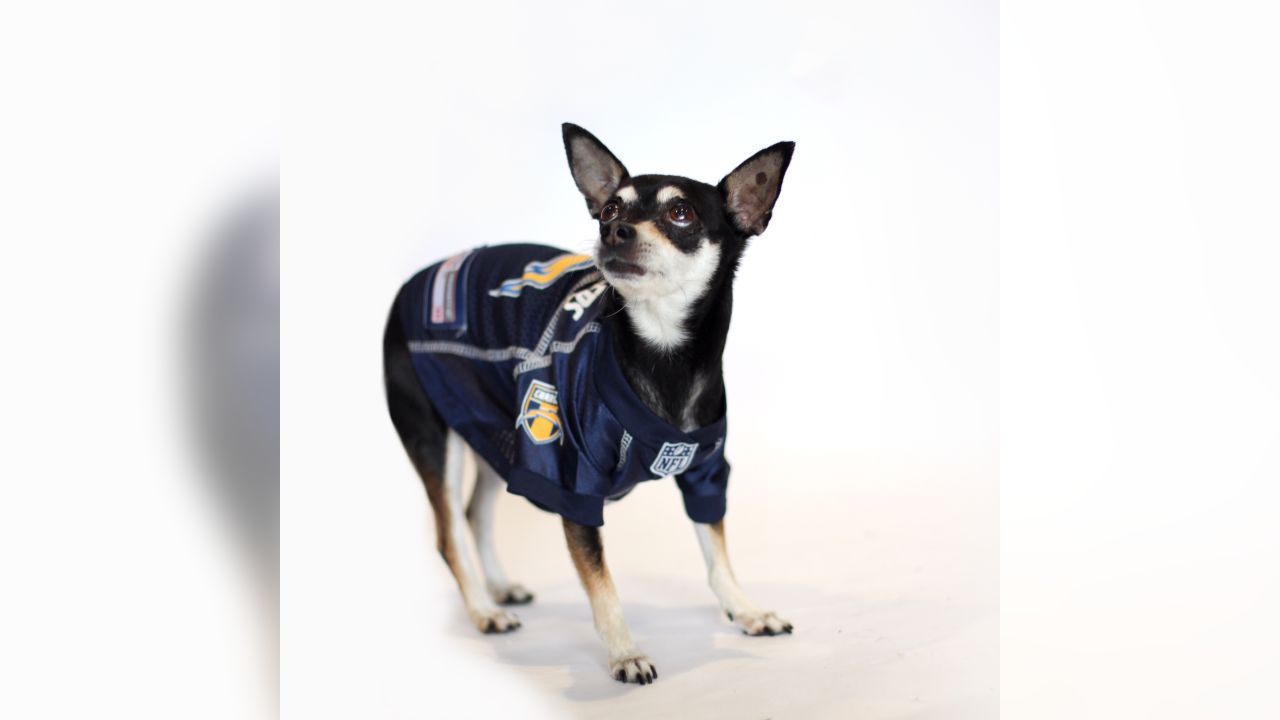 Chargers Dog Draft Prospects