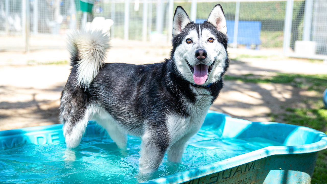 Chargers Dog Draft Prospects