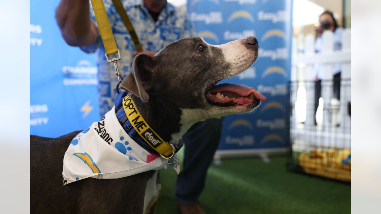 Photos: Doggy Draft Presented by Pacifico and Lazy Dog Restaurants