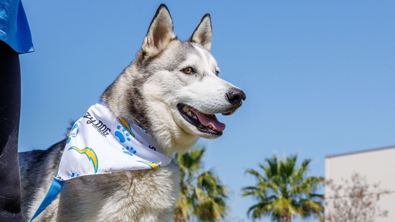 Chargers Dog Draft Prospects