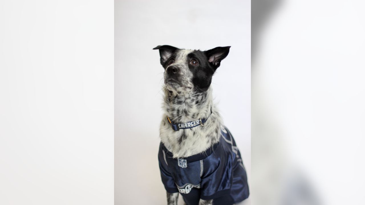 Chargers Spreading Awareness About Dog Rescue through Dog Draft