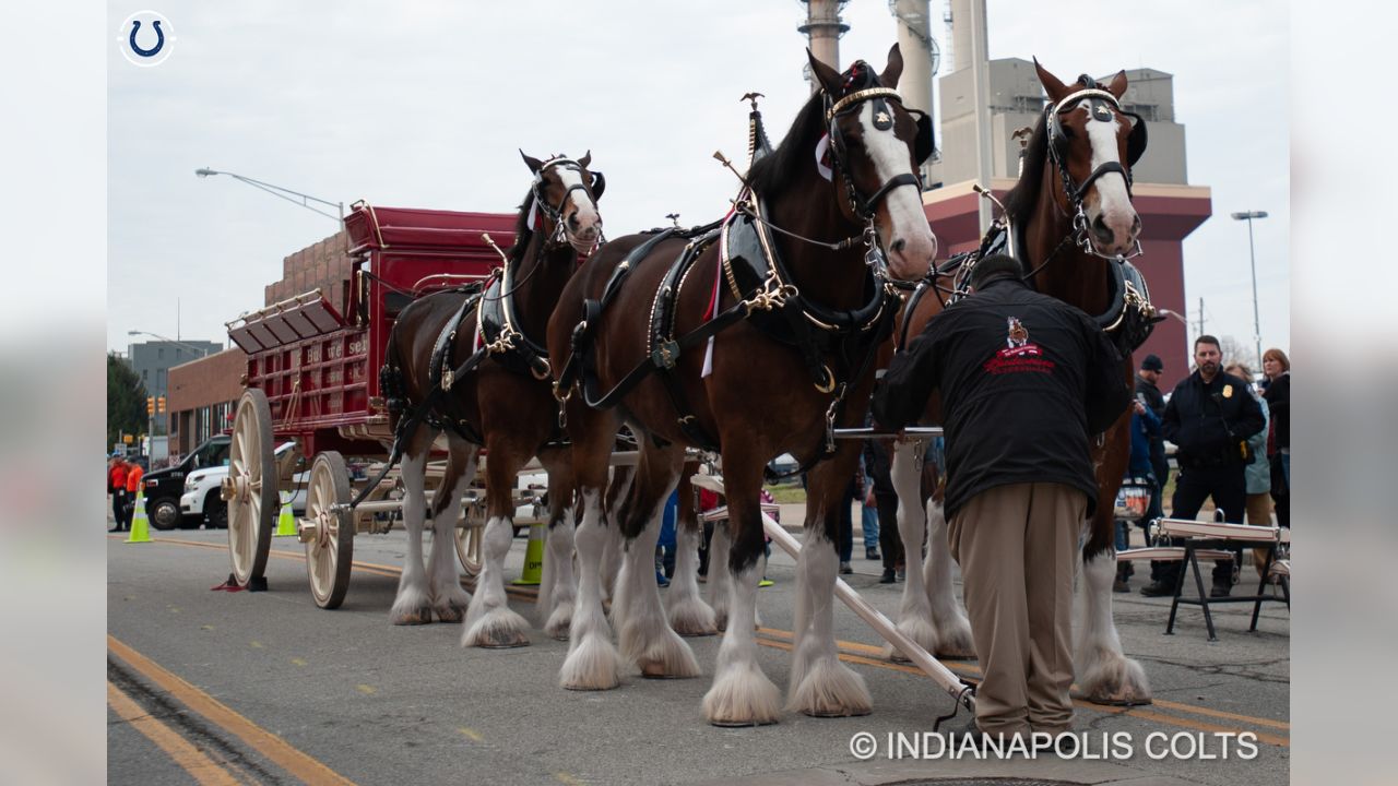 PHOTOS: The World Famous Anheuser Busch Clydesdales Visit Lucas Oil Stadium