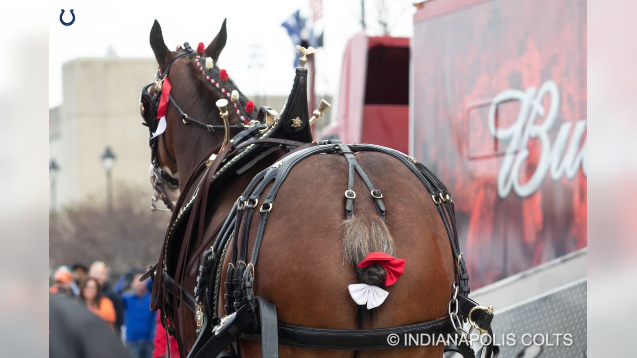 PHOTOS: The World Famous Anheuser Busch Clydesdales Visit Lucas Oil Stadium