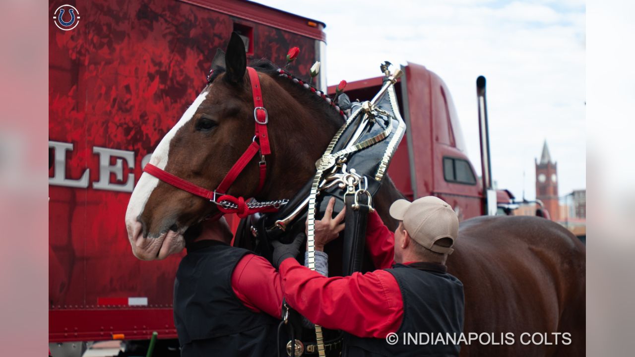 PHOTOS: The World Famous Anheuser Busch Clydesdales Visit Lucas Oil Stadium