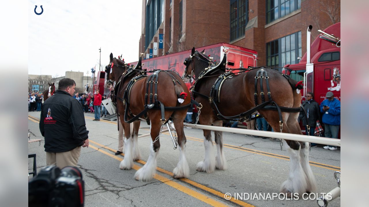 PHOTOS: The World Famous Anheuser Busch Clydesdales Visit Lucas Oil Stadium