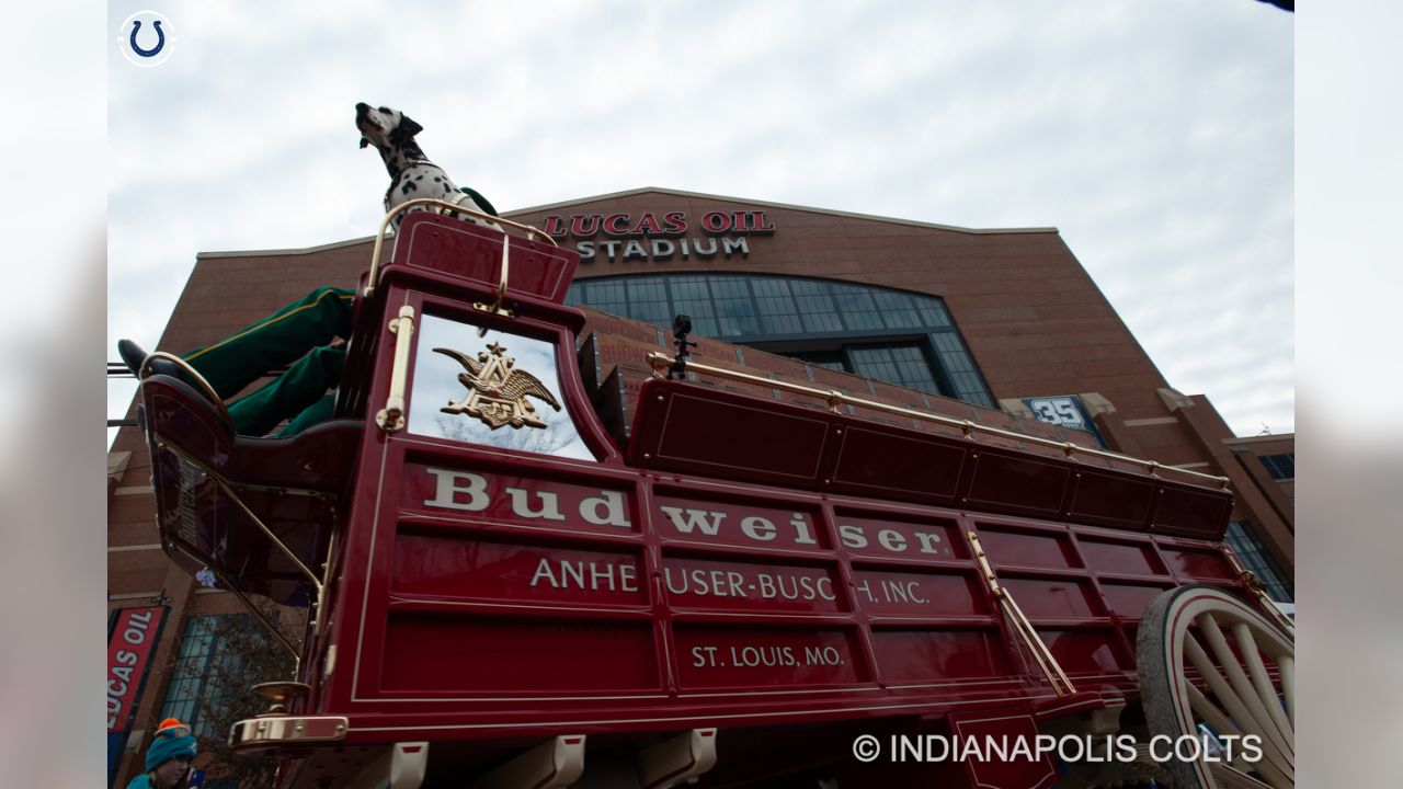 PHOTOS: The World Famous Anheuser Busch Clydesdales Visit Lucas Oil Stadium