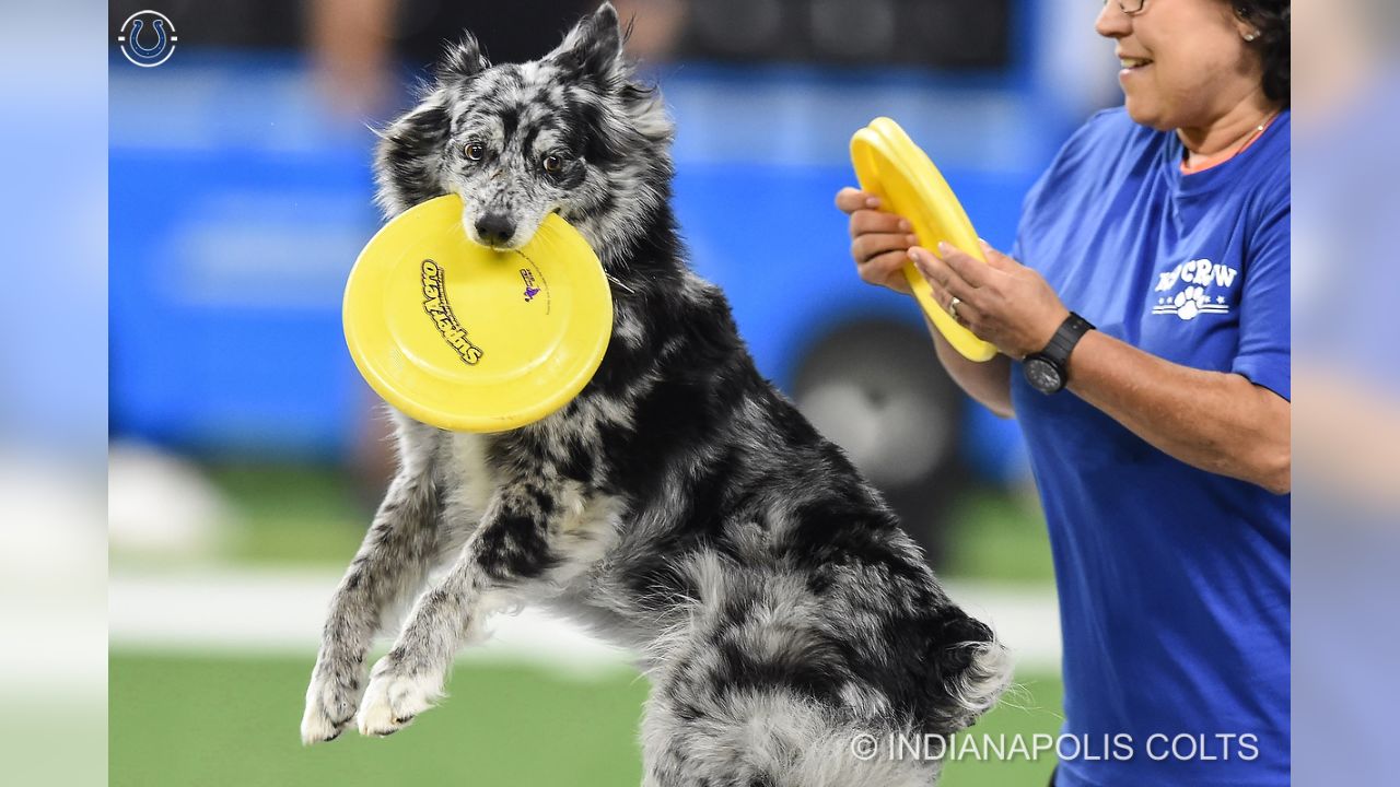 Indianapolis Colts NFL Dog Football Toy