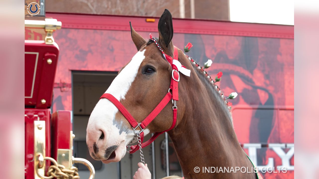 PHOTOS: The World Famous Anheuser Busch Clydesdales Visit Lucas Oil Stadium