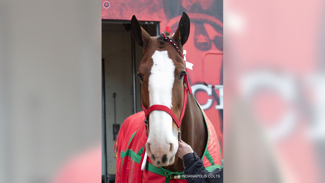 PHOTOS: The World Famous Anheuser Busch Clydesdales Visit Lucas Oil Stadium