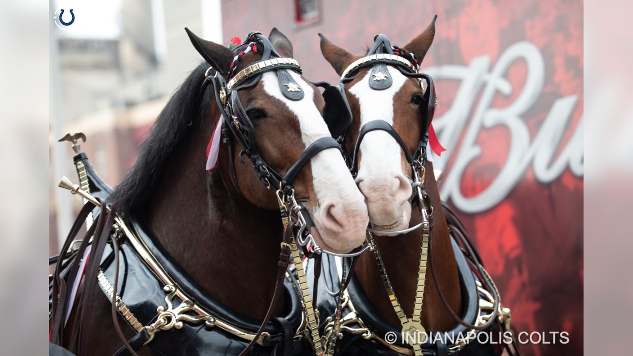 PHOTOS: The World Famous Anheuser Busch Clydesdales Visit Lucas Oil Stadium