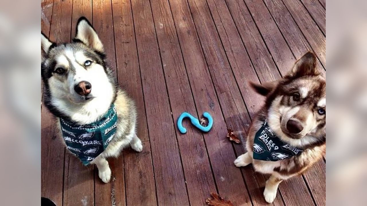 Philadelphia Eagles on Twitter: Our friend Lincoln gives new meaning to  the PUP list. #NationalPuppyDay  / X