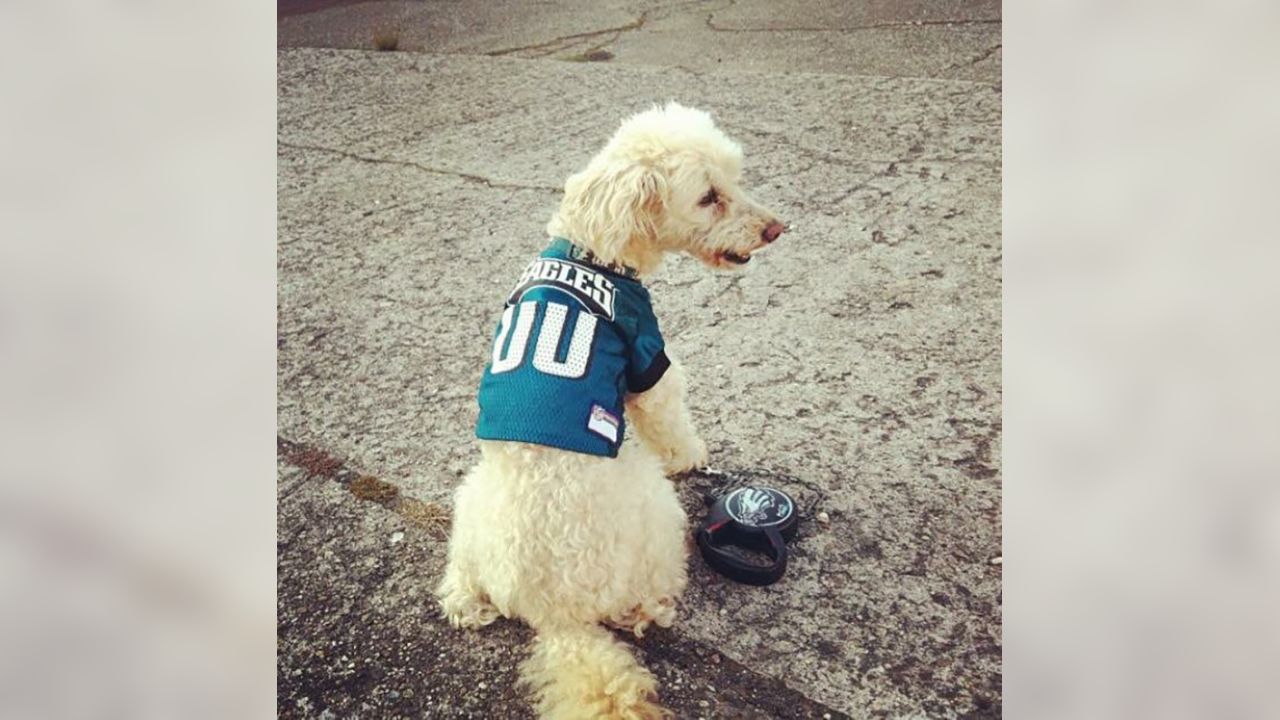 Philadelphia Eagles on X: Dogs are #EaglesNation's best friends! Fans show  off #FlyEaglesFly pups for #NationalDogDay:    / X