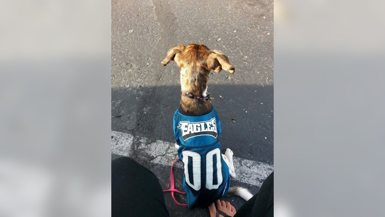 Philadelphia Eagles på X: Dogs are #EaglesNation's best friends! Fans show  off #FlyEaglesFly pups for #NationalDogDay:    / X