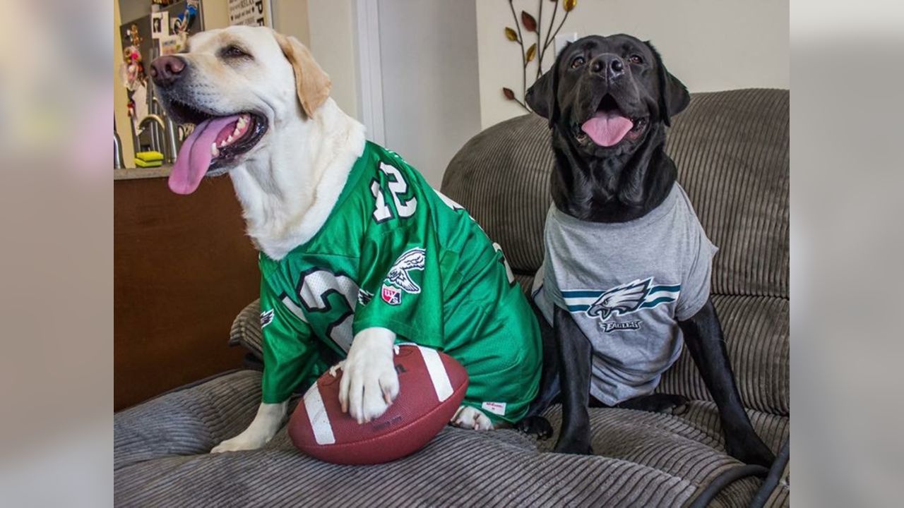 Philadelphia Eagles on Twitter: It's #NationalDogDay and we're celebrating  our furry fans. Send us your photos of dogs in #Eagles gear!   / Twitter