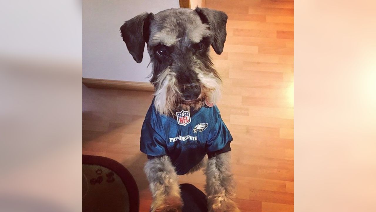 Philadelphia Eagles on Twitter: It's #NationalDogDay and we're celebrating  our furry fans. Send us your photos of dogs in #Eagles gear!   / Twitter