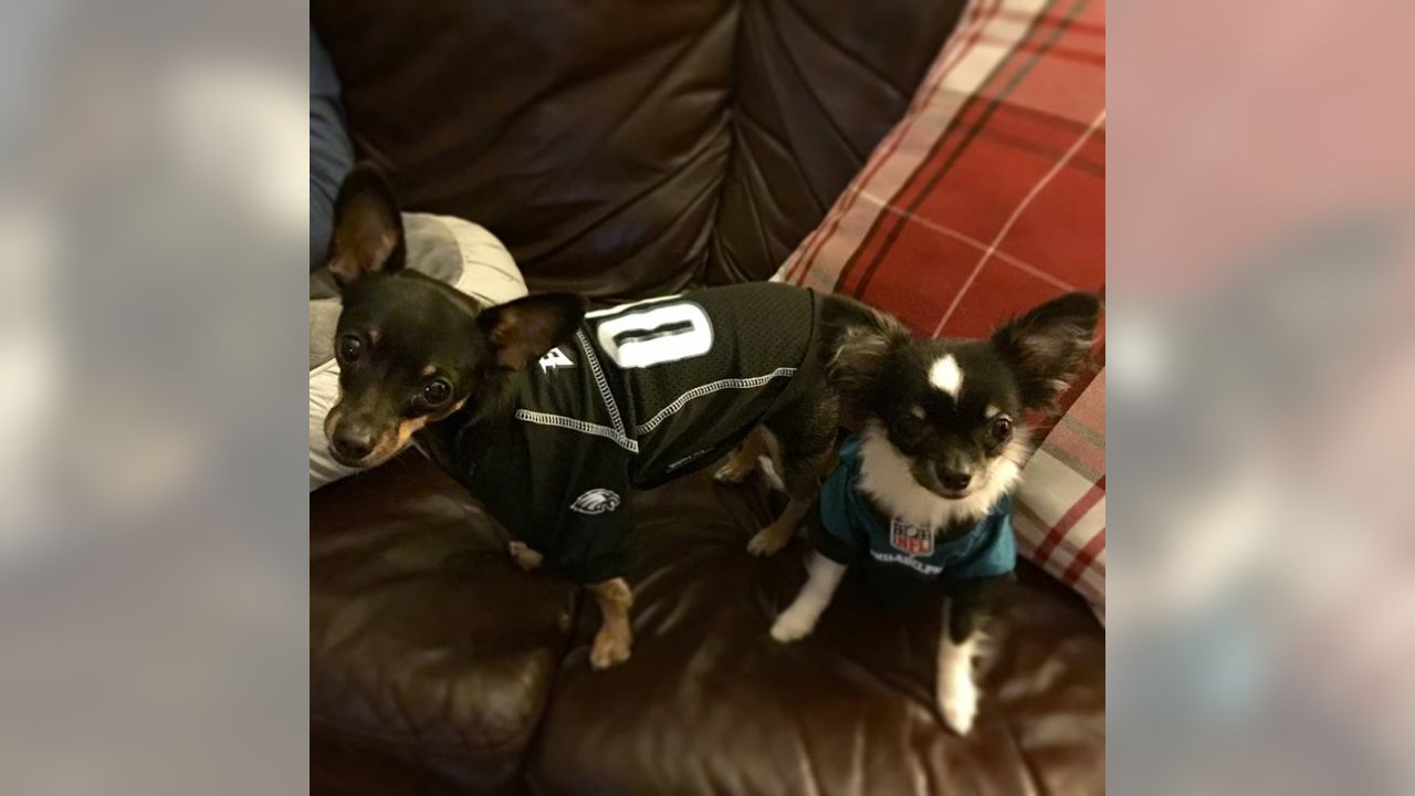 Philadelphia Eagles på X: Dogs are #EaglesNation's best friends! Fans show  off #FlyEaglesFly pups for #NationalDogDay:    / X