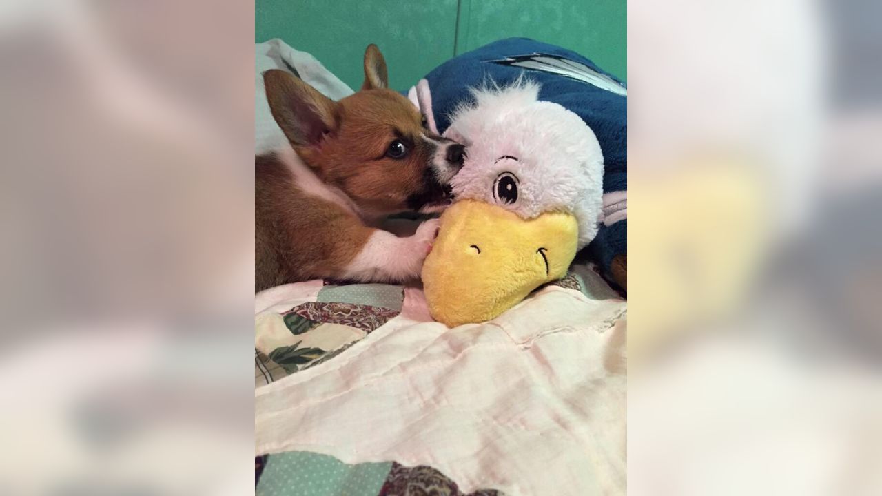 Philadelphia Eagles on X: Dogs are #EaglesNation's best friends! Fans show  off #FlyEaglesFly pups for #NationalDogDay:    / X