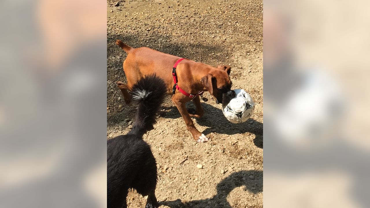 The NFL celebrates National Dog Day