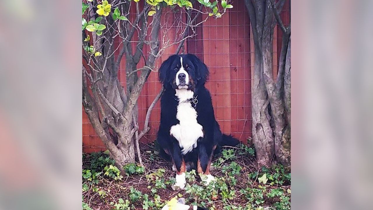 The NFL celebrates National Dog Day