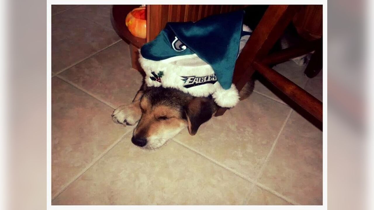 Philadelphia Eagles on X: Dogs are #EaglesNation's best friends! Fans show  off #FlyEaglesFly pups for #NationalDogDay:    / X