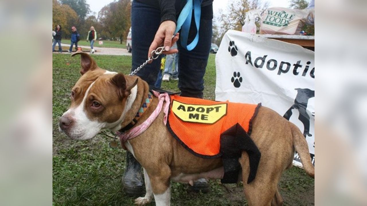 Community Mutt Strut - Pittsburgh 2023