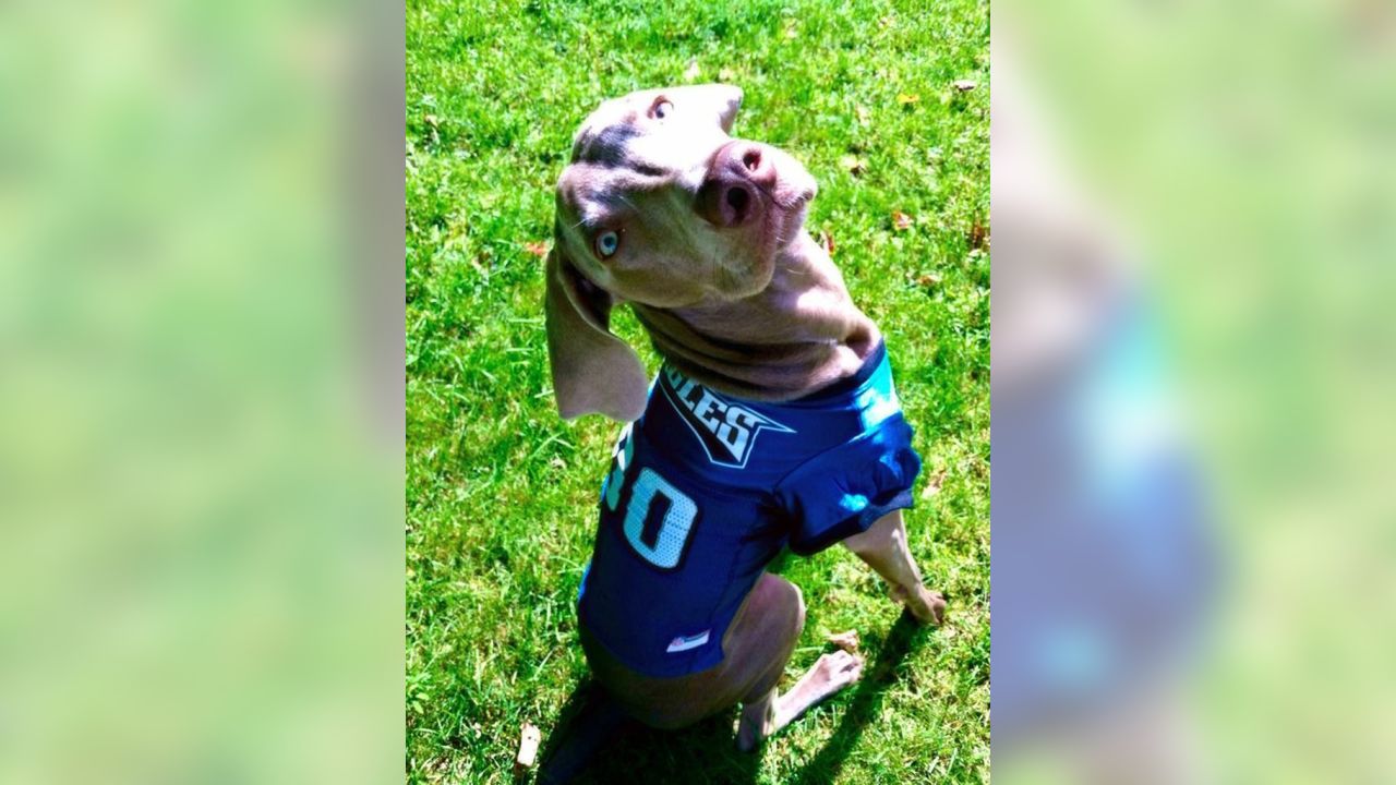 Philadelphia Eagles på X: Dogs are #EaglesNation's best friends! Fans show  off #FlyEaglesFly pups for #NationalDogDay:    / X