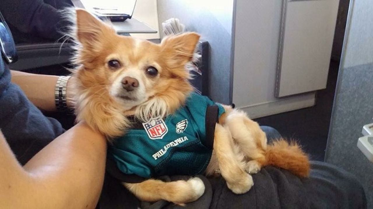 Philadelphia Eagles på X: Dogs are #EaglesNation's best friends