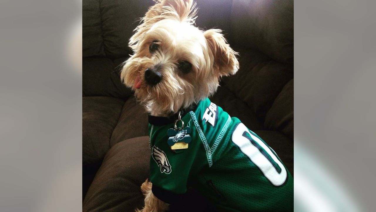 Eagles Celebrate National Dog Day