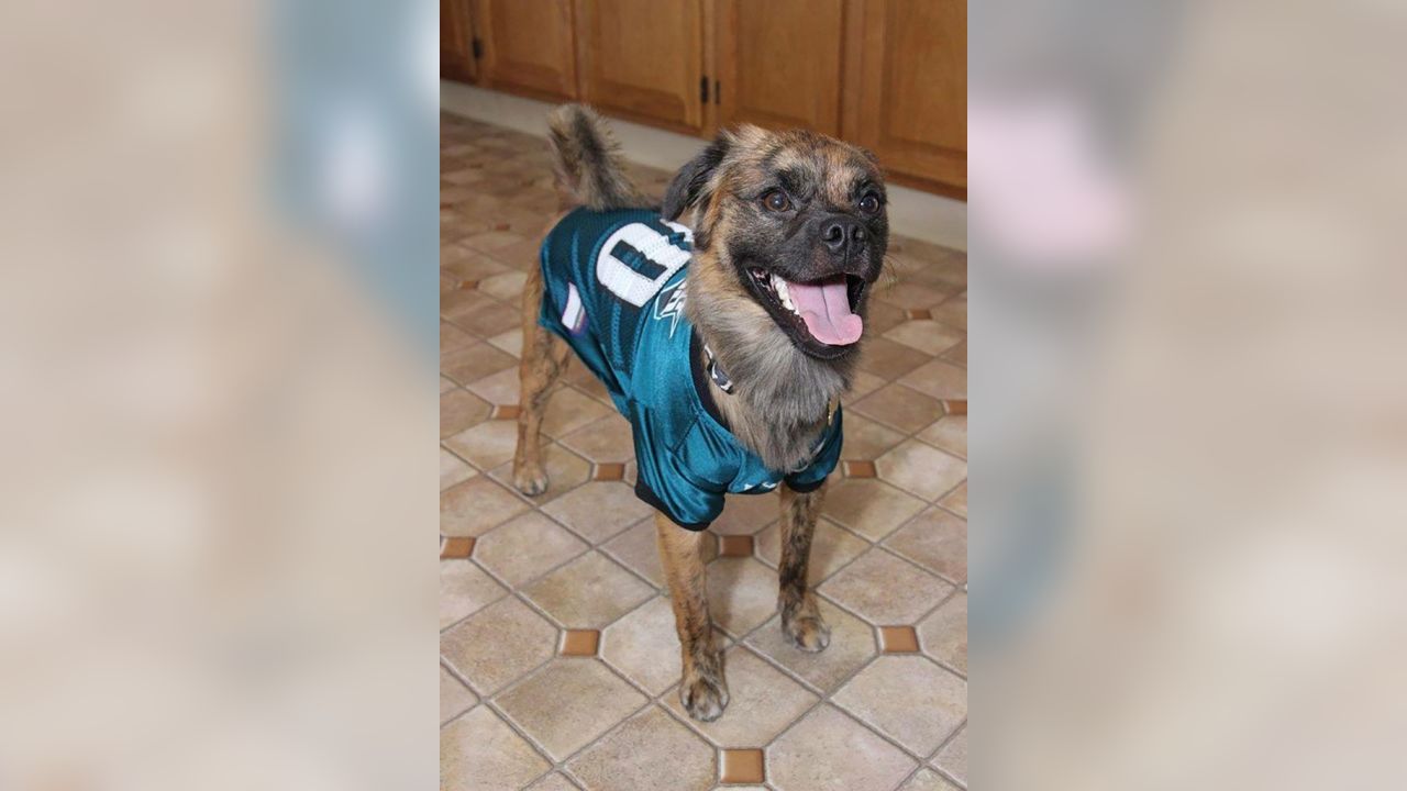 Philadelphia Eagles on X: Dogs are #EaglesNation's best friends! Fans show  off #FlyEaglesFly pups for #NationalDogDay:    / X