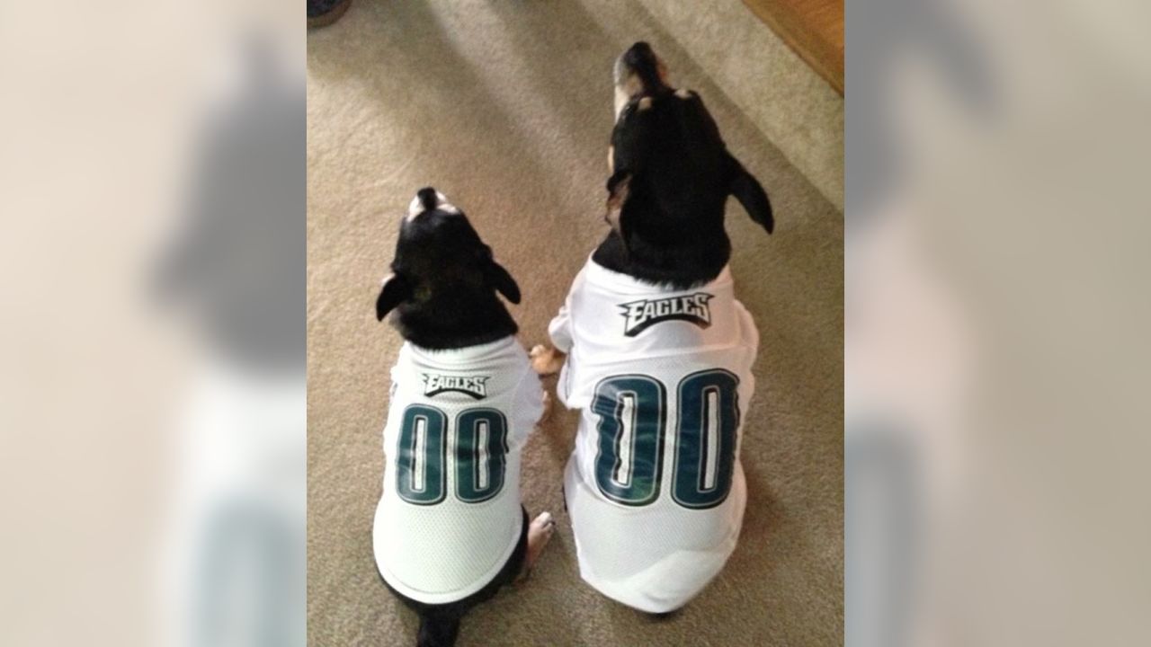 Philadelphia Eagles på X: Dogs are #EaglesNation's best friends! Fans show  off #FlyEaglesFly pups for #NationalDogDay:    / X