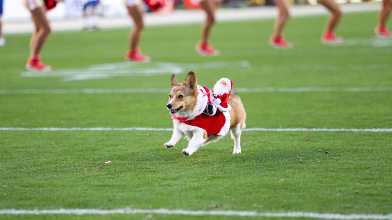 NFC East Predictions: Air Corgi Picks Eagles First, Cowboys Last