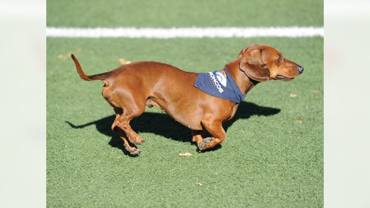 Baltimore Ravens Cheerleader Dachshund.