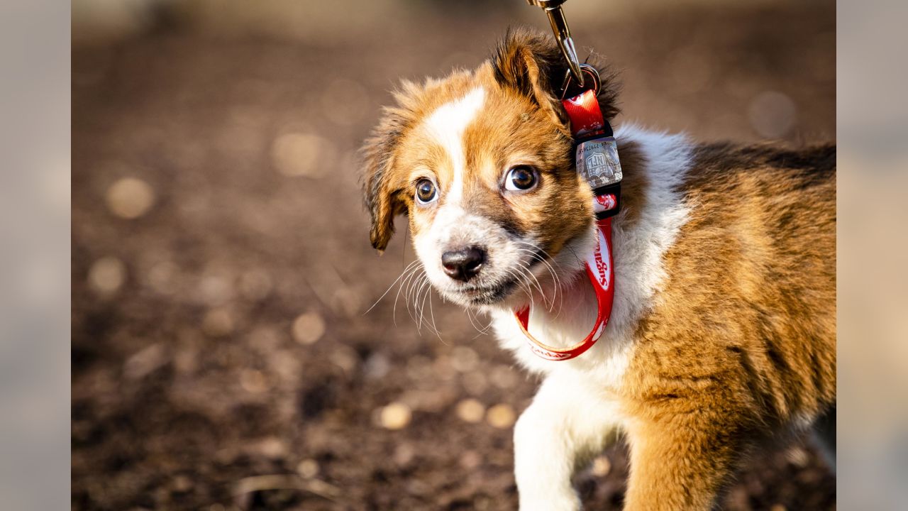 Sugardale Foods - The Sugardale Puppy Pound at Cleveland Browns